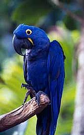 Hyacinth macaw © WWF-Canon/Roger LEGUEN