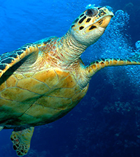 marine turtle