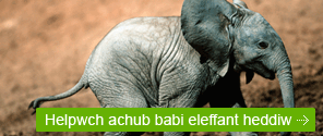 Helpwch achub babi eleffant heddiw
