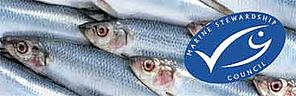 Marine Stewardship Council (MSC) certified herring ©WWF/Marine seen