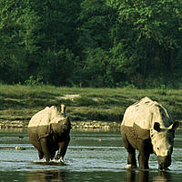 Two young Indian rhinoceros - © Michel GUNTHER / WWF-Canon Two young Indian rhinoceros