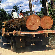 Mahogany being taken to a saw mill, Amazon