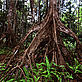 Peat swamp forest in Nyaru Menteng. Central Kalimantan, Indonesia - © Alain COMPOST / WWF-Canon Peat swamp forest in Nyaru Menteng. Central Kalimantan, Indonesia