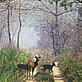 Deer on a road though a forest in Chitwan National Park, Nepal - © Helena TELKÃNRANTA / WWF-Canon Deer on a road though a forest in Chitwan National Park, Nepal