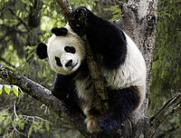 Panda - Bernard DE WETTER/WWF Panda