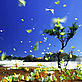 Butterflies in Brazilian Amazon