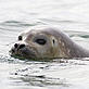Ringseal swimming in Arctic waters - © Sindre KINNEROD / WWF-UK Ringseal swimming in Arctic waters