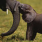 Martin HARVEY / WWF-Canon Baby elephant