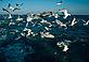 © Mike R. Jackson / WWF-Canon Seabirds in the wake of a deep sea trawler, North Atlantic Ocean Seabirds in the wake of a deep sea trawler, North Atlantic Ocean