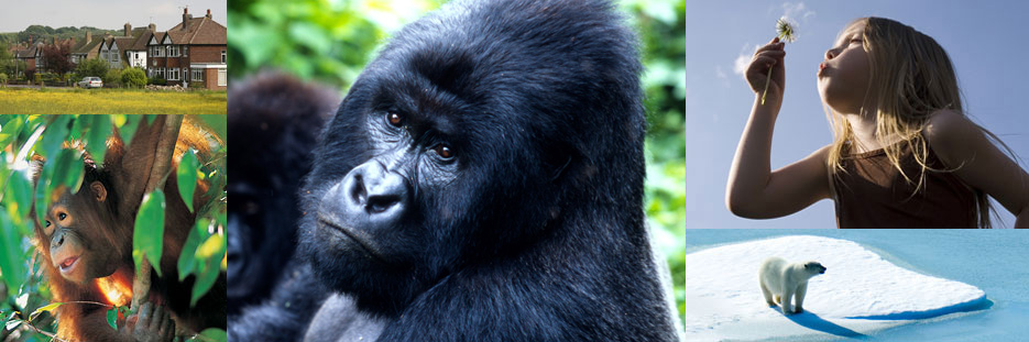 Homepage banner - congo appeal