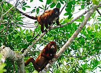 Howler monkeys, Juruena National Park, Brazil