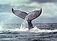© Diego M. Garces / WWF-Canon Humpback whales, Megaptera novaeangliae, mate and give birth in the Bay of Málaga, Colombia Humpback whale photograph
