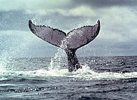 Humpback whale photograph