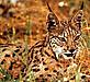 Lynx pardinus Spanish lynx Coto Doñana National Park, Spain