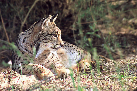 Spanish Lynx