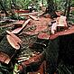 Andre Bartschi Illegal logging in lowland forest