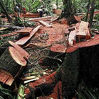 Illegal logging in lowland forest