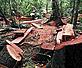 Illegal logging in lowland rainforest © WWF-Canon / Andre Bartschi
