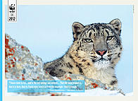 Learn Autumn 2012 snow leopards