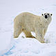 Polar bear, Norway