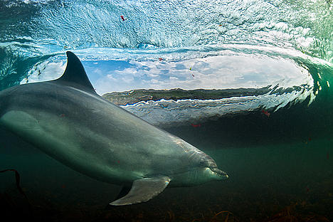 Bottlenose dolphin surfing a wave.