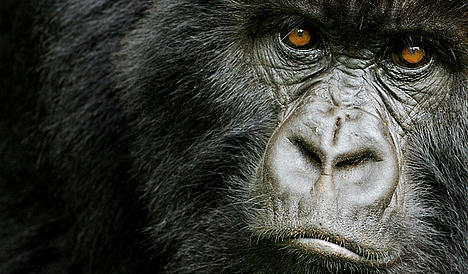 Mountain gorilla in the Virunga National Park, DRC. Mountain gorilla in the Virunga National Park, DRC.
