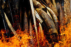 Ivory being burnt in Gabon, preventing it reaching the illegal trade © WWF-Canon / James Morgan Ivory being burnt in Gabon, preventing it reaching the illegal trade