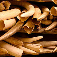 Elephant tusks stored away under extreme security measures in the ivory stock pile of the Kruger National Park, South Africa. - © WWF-Canon / Folke Wulf Elephant tusks stored away under extreme security measures in the ivory stock pile of the Kruger National Park, South Africa.