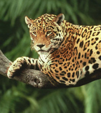 jaguar