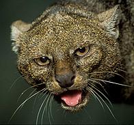 Jaguarundi (Herpailurus yagouaroundi). Close up of head.