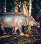 Javan Rhino © Mike GRIFFITHS / WWF-Canon