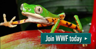 Join WWF today