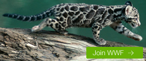 Join WWF today