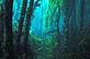 Lundy kelp forest ©: WWF-UK