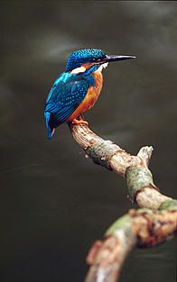 King Fisher