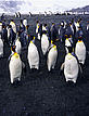 © Sylvia RUBLI / WWF-Canon King penguin