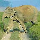 Kiruba the Asian elephant