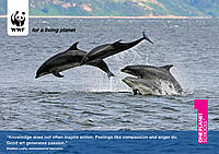 Learn Summer 2009 edition poster
