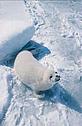 Seal pup © WWF-Canon / Chris Martin BAHR