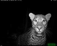 Llewpart / Leopard - ZSL Llewpart / Leopard