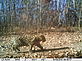 WWF China/Feline Research Centre of SFA
Photos copyright © WWF-China/Feline Research Centre of SFA
picture of leopard cub