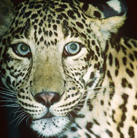 Leopard
