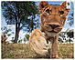 © naturepl.com / Anup Shah / WWF Young lion Young lion