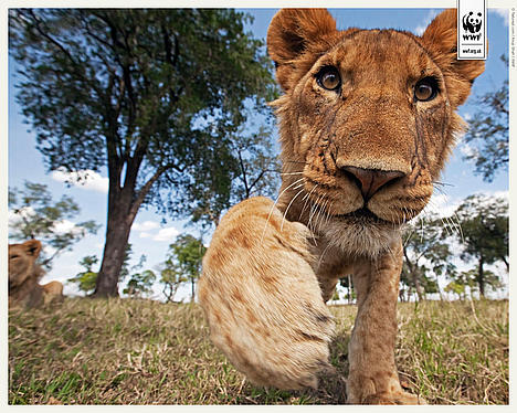 Young lion