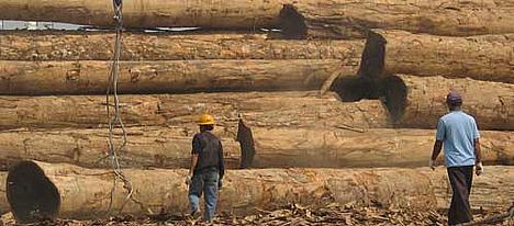 Timber trade, Subaraya Port, Indonesia