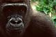 Western lowland gorilla, bush meat orphan, Cameroon