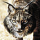 Iberian or Spanish lynx (Lynx pardinus)