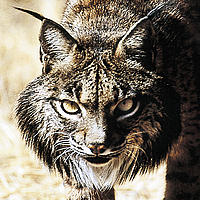 http://assets.wwf.org.uk/img/lynx_107617_7359.jpg