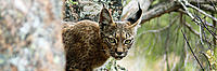 Young Iberian Lynx, Sierra Morena, Spain - © WWF-Spain / Alfonso Moreno Young Iberian Lynx, Sierra Morena, Spain