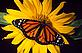 Monarch butterfly on flower
